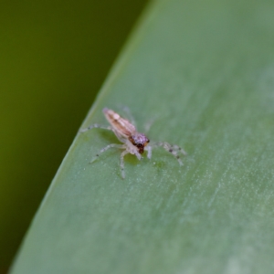 Helpis sp. (genus) at Hornsby Heights, NSW - suppressed