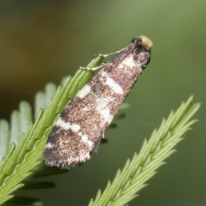 Lepidoscia confluens at Macquarie, ACT - 23 Feb 2023 09:38 AM