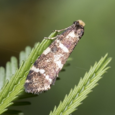 Lepidoscia confluens (A Case moth) at Macquarie, ACT - 23 Feb 2023 by AlisonMilton