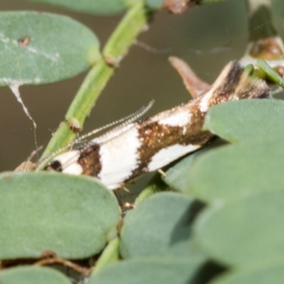 Macrobathra desmotoma ( A Cosmet moth) at Macquarie, ACT - 23 Feb 2023 by AlisonMilton
