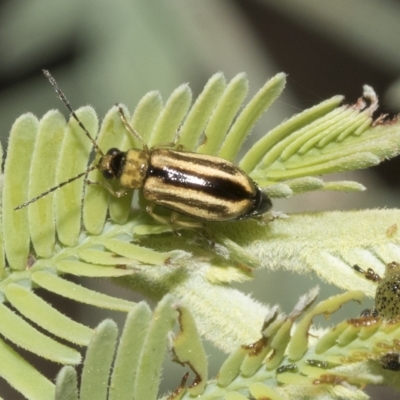 Monolepta froggatti (Leaf beetle) at Red Hill Nature Reserve - 12 Mar 2023 by AlisonMilton