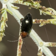 Adoxia benallae (Leaf beetle) at Red Hill, ACT - 13 Mar 2023 by AlisonMilton