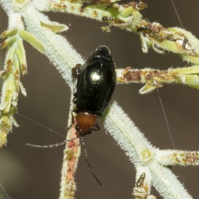 Adoxia benallae (Leaf beetle) at Red Hill, ACT - 13 Mar 2023 by AlisonMilton