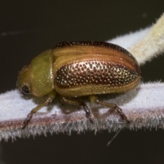 Calomela parilis (Leaf beetle) at Red Hill Nature Reserve - 12 Mar 2023 by AlisonMilton