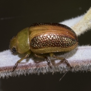 Calomela parilis at Red Hill Nature Reserve - 13 Mar 2023 08:45 AM