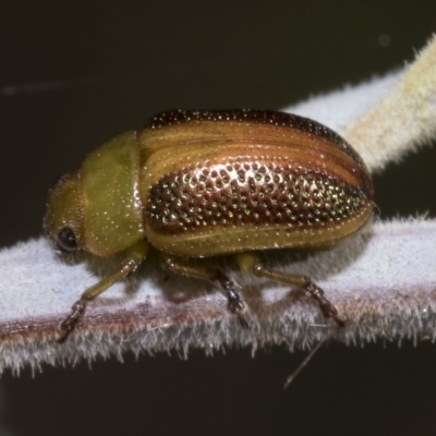 Calomela parilis (Leaf beetle) at Red Hill Nature Reserve - 12 Mar 2023 by AlisonMilton