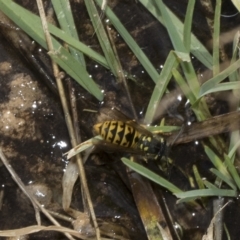Vespula germanica (European Wasp, German Yellowjacket Wasp) at Deakin, ACT - 13 Mar 2023 by AlisonMilton