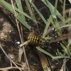 Vespula germanica (European wasp) at Deakin, ACT - 12 Mar 2023 by AlisonMilton