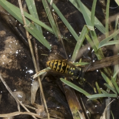 Vespula germanica (European wasp) at Red Hill Nature Reserve - 12 Mar 2023 by AlisonMilton