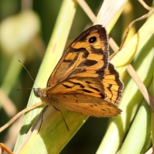 Heteronympha merope at Higgins, ACT - 12 Dec 2022