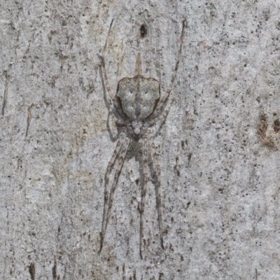 Tamopsis sp. (genus) (Two-tailed spider) at Higgins Woodland - 22 Dec 2022 by AlisonMilton