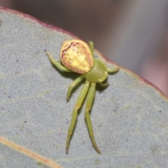 Lehtinelagia sp. (genus) (Flower Spider or Crab Spider) at Hawker, ACT - 25 Jan 2023 by AlisonMilton