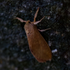 Unidentified Swift and Ghost moth (Hepialidae) at Hornsby Heights, NSW - 18 Mar 2023 by KorinneM