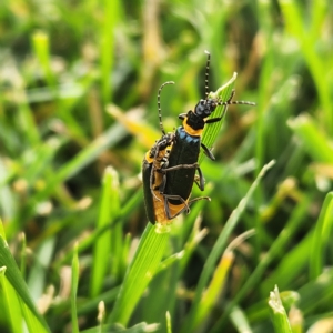 Chauliognathus lugubris at Molonglo Valley, ACT - 20 Mar 2023