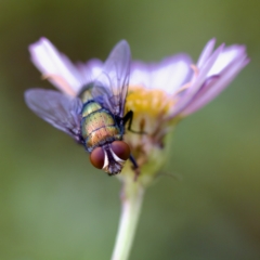 Unidentified Blow fly (Calliphoridae) at Hornsby Heights, NSW - 18 Mar 2023 by KorinneM