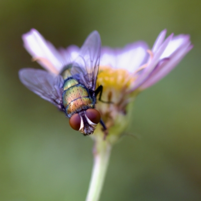 Unidentified Blow fly (Calliphoridae) at Hornsby Heights, NSW - 18 Mar 2023 by KorinneM