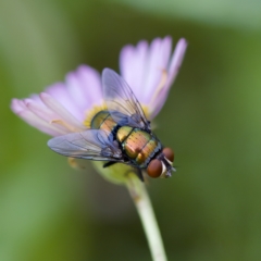 Calliphoridae (family) at Hornsby Heights, NSW - suppressed