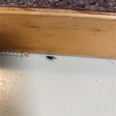 Unverified Cricket (several families) at Hackett, ACT - 20 Mar 2023 by mareehill