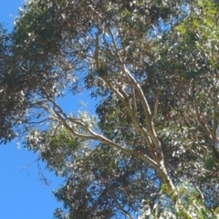 Callocephalon fimbriatum (Gang-gang Cockatoo) at Hackett, ACT - 18 Mar 2023 by mareehill