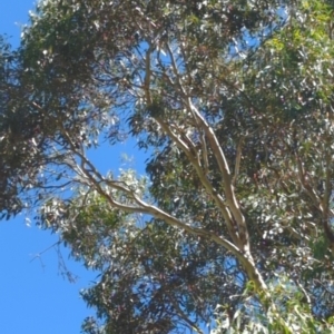 Callocephalon fimbriatum at Hackett, ACT - suppressed