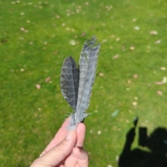 Callocephalon fimbriatum at Hackett, ACT - suppressed