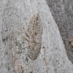 Ledromorpha planirostris (A leafhopper) at Higgins Woodland - 22 Dec 2022 by AlisonMilton