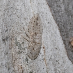 Ledromorpha planirostris (A leafhopper) at Higgins, ACT - 23 Dec 2022 by AlisonMilton