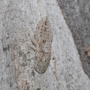 Ledromorpha planirostris at Higgins, ACT - 23 Dec 2022