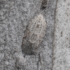 Ledromorpha planirostris at Higgins, ACT - 23 Dec 2022