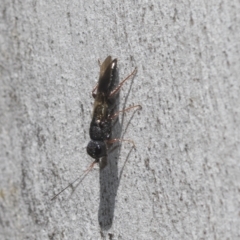 Megalyra sp. (genus) (Long-tailed wasp) at Higgins Woodland - 22 Dec 2022 by AlisonMilton