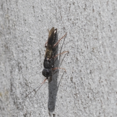 Megalyra sp. (genus) (Long-tailed wasp) at Higgins, ACT - 22 Dec 2022 by AlisonMilton