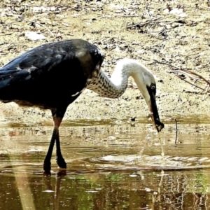 Ardea pacifica at Crooked Corner, NSW - 13 Mar 2023