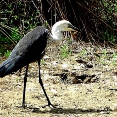 Ardea pacifica at Crooked Corner, NSW - 13 Mar 2023 12:33 PM