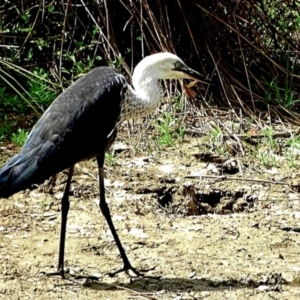 Ardea pacifica at Crooked Corner, NSW - 13 Mar 2023 12:33 PM