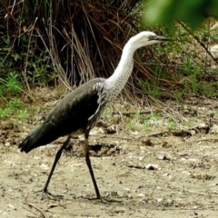 Ardea pacifica at Crooked Corner, NSW - 13 Mar 2023 12:33 PM