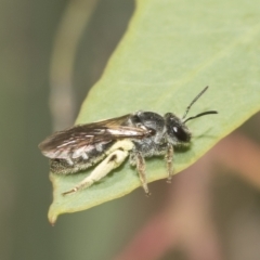 Lasioglossum (Chilalictus) sp. (genus & subgenus) (Halictid bee) at Higgins Woodland - 22 Dec 2022 by AlisonMilton