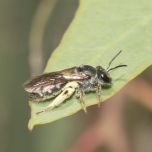 Lasioglossum (Chilalictus) sp. (genus & subgenus) at Higgins, ACT - 23 Dec 2022