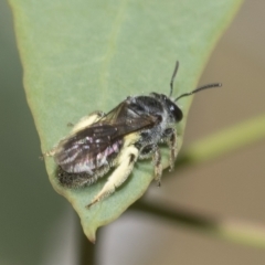 Lasioglossum (Chilalictus) sp. (genus & subgenus) at Higgins, ACT - 23 Dec 2022