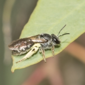 Lasioglossum (Chilalictus) sp. (genus & subgenus) at Higgins, ACT - 23 Dec 2022