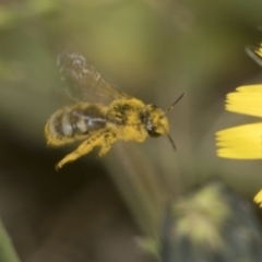 Lasioglossum (Chilalictus) sp. (genus & subgenus) (Halictid bee) at Higgins, ACT - 23 Dec 2022 by AlisonMilton