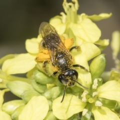 Lasioglossum (Chilalictus) sp. (genus & subgenus) at Higgins, ACT - 23 Dec 2022