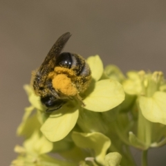 Lasioglossum (Chilalictus) sp. (genus & subgenus) at Higgins, ACT - 23 Dec 2022