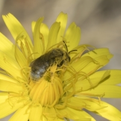 Lasioglossum (Chilalictus) sp. (genus & subgenus) (Halictid bee) at Higgins, ACT - 23 Dec 2022 by AlisonMilton