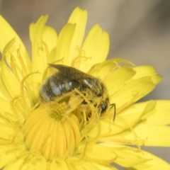 Lasioglossum (Chilalictus) sp. (genus & subgenus) at Higgins, ACT - 23 Dec 2022