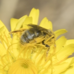 Lasioglossum (Chilalictus) sp. (genus & subgenus) at Higgins, ACT - 23 Dec 2022