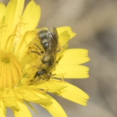 Lasioglossum (Chilalictus) sp. (genus & subgenus) at Higgins, ACT - 23 Dec 2022 11:42 AM