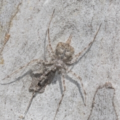 Tamopsis sp. (genus) (Two-tailed spider) at Higgins Woodland - 22 Dec 2022 by AlisonMilton
