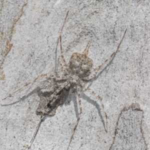 Tamopsis sp. (genus) at Higgins, ACT - 23 Dec 2022