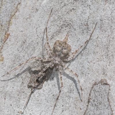 Tamopsis sp. (genus) (Two-tailed spider) at Higgins, ACT - 22 Dec 2022 by AlisonMilton