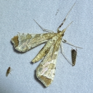 Sceliodes cordalis at Jerrabomberra, NSW - suppressed